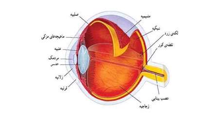 اندام های حسی