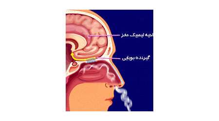 اندام های حسی