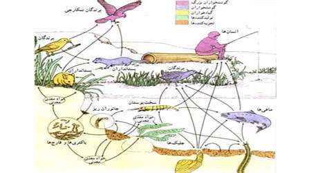 انسان و محیط زیست