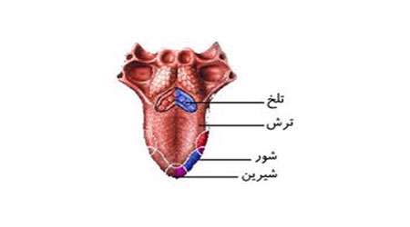 اندام های حسی