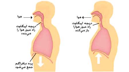 پرده دیافراگم