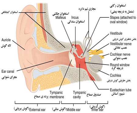 تأثیر طراحی گوش بر شنوایی