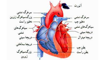 گردش خون