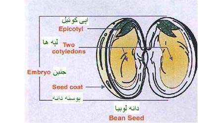 جذب رطوبت توسط لوبیای خشک