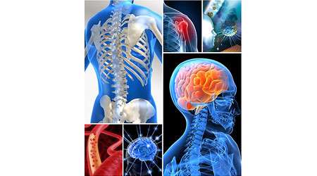 آناتومی چیست؟