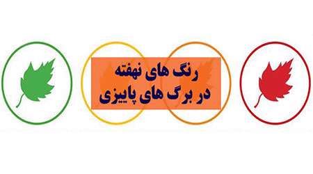 رنگ های نهفته در برگ های پاییزی رنگ های نهفته در برگ های پاییزی