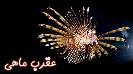 خروس ماهی یا عقرب ماهی
