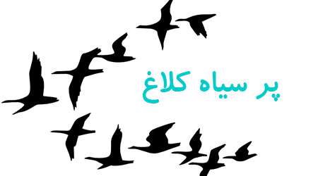 پر سیاه کلاغ