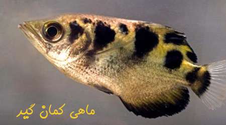ماهی کمان گیر