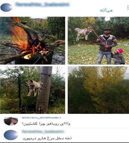 کشتن روباه