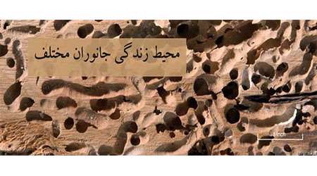 محیط زندگی جانوران مختلف