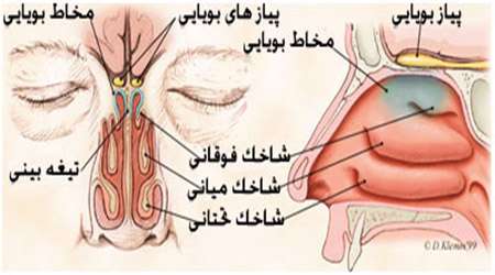 آناتومی بینی و ساخت دستگاه های هوشمند بینی