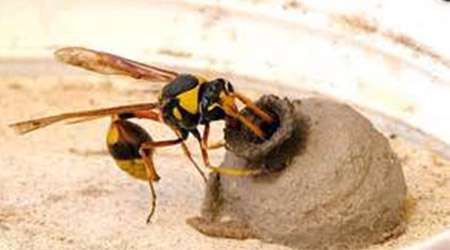 زنبور معمار