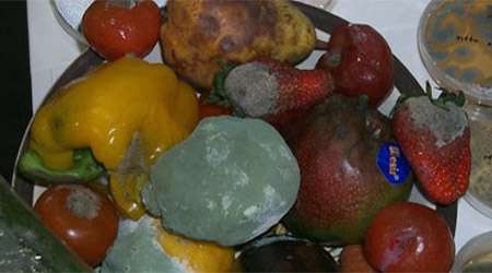 بررسی تأثیر ادویه بر جلوگیری از کپک زدن مواد غذایی