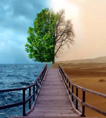 درخت