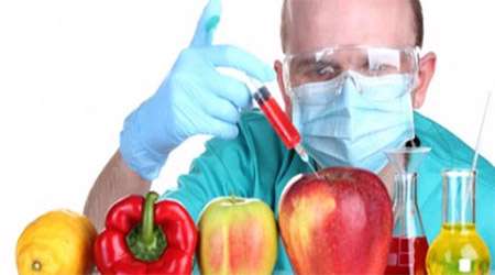 تاثیرات مواد غذایی تغییر یافته ژنتیکی