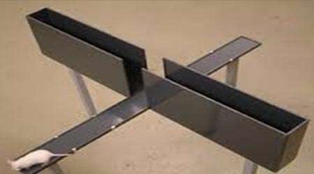 تاثیر بی خوابی بر یادگیری و اشتها، دستاورد برتر دوره اول پژوهشسرای جوان
