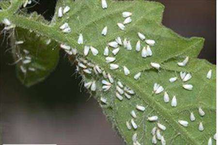 مگس های سفید