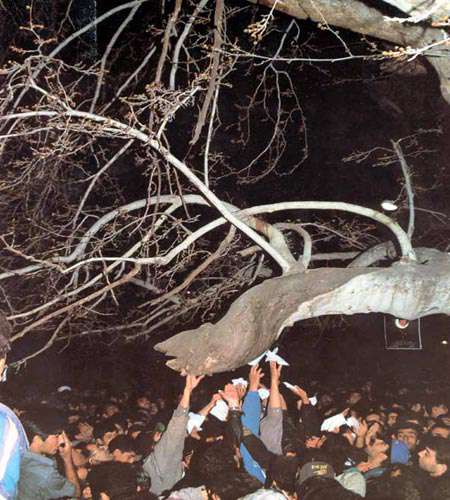 درخت زرآباد