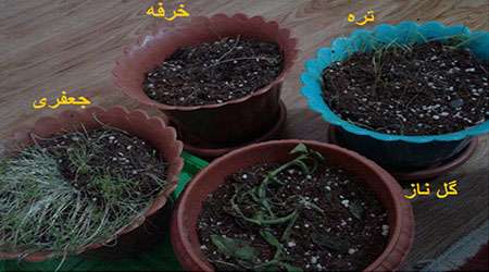 بررسی آلودگی هوای تهران بر میزان تخریب dna گیاهان مختلف