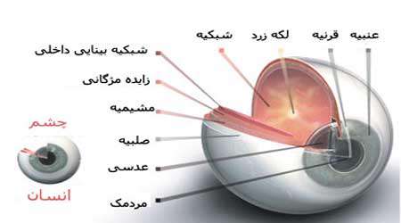 چشم و ساختار آن دستاورد برتر دبستان ندای پیروز