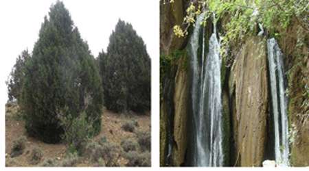 جنگلی ارس چهارطاق