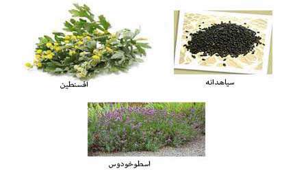 گیاهان موثر بر دوری حشرات دستاورد برتر دوره اول اسلام