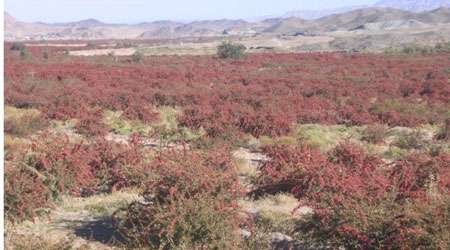 زرشک