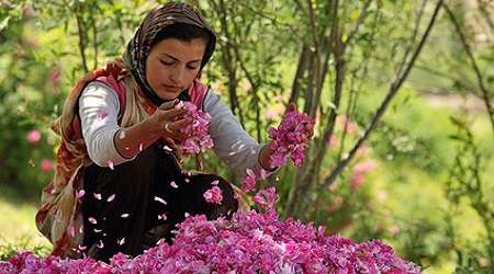 بوییدن گلی به زیبایی مرگ