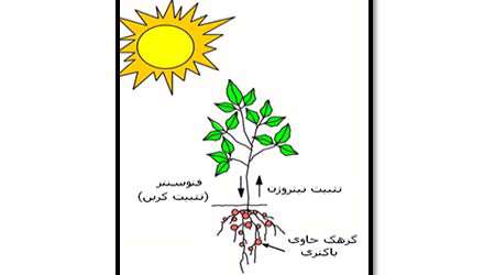اثر تلقیح باکتری ریزوبیوم بر محصولات کشاورزی، جلسه اول