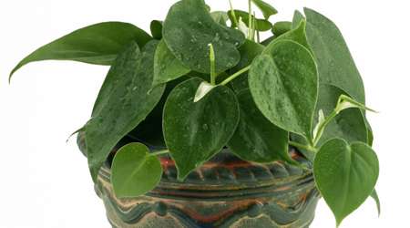 گیاه خانگی فیلودندرون