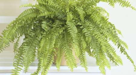گیاه خانگی سرخس بوستونی