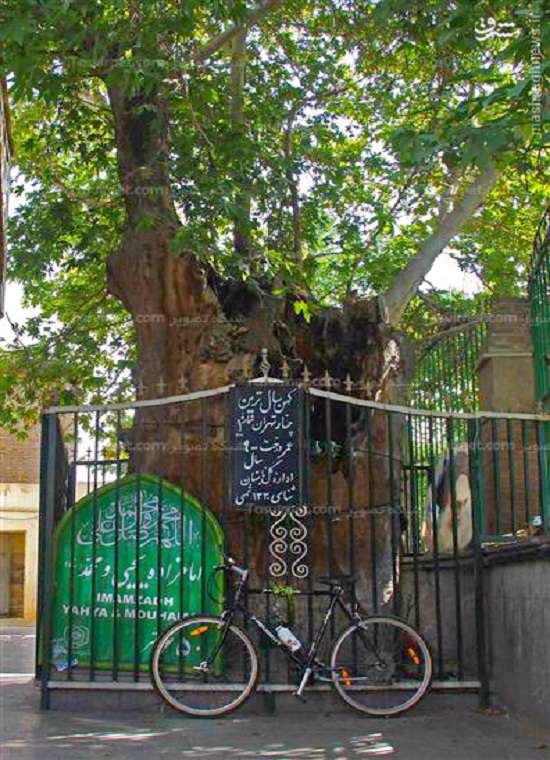 کهنسال ترین موجود زنده تهران