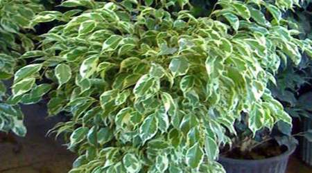 گیاه خانگی بنجامین