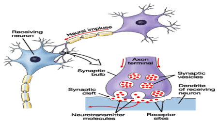 اختلاف پتانسیل (نورون ها)