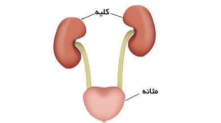 مثانه و کلیه