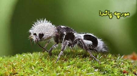 مورچه پاندا