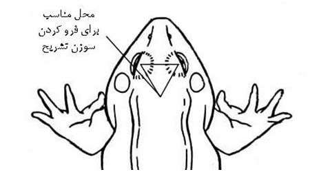 اثر دما بر دگردیسی قورباغه، جلسه سوم