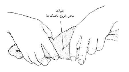 اثر دما بر دگردیسی قورباغه، جلسه چهارم