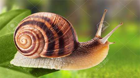 چگونه می توان حلزون ها را از باغچه ها دور كرد؟، جلسه دوم