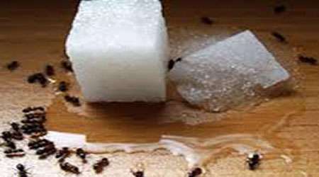 استفاده از برگ گردو برای دور کردن مورچه ها استفاده از برگ گردو برای دور کردن مورچه ها