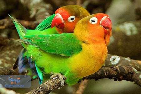 دیدنیهای حیات وحش(14)