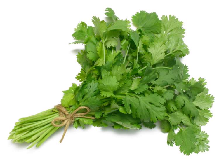 گشنیز
