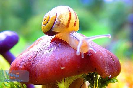 دیدنیهای حیات وحش(16)