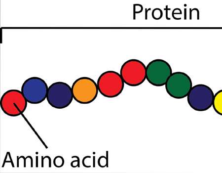 البروتين؛ أهميته والدلالات على نقصه في الجسم