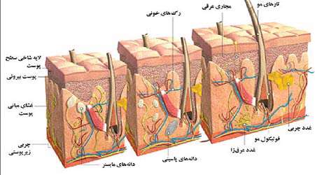 بهبود زخم و افزایش قوای جسمانی با نانو ژل رویال