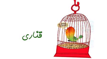 قناری