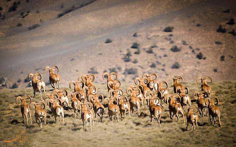 حیوانات در پارک ملی گلستان