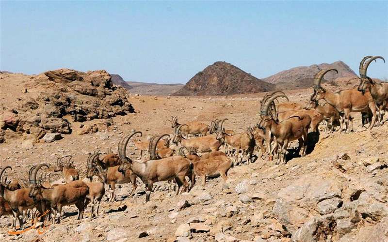 پارک ملی سیاه کوه