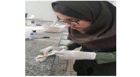 بهبود زخم و افزایش قوای جسمانی با نانو ژل رویال